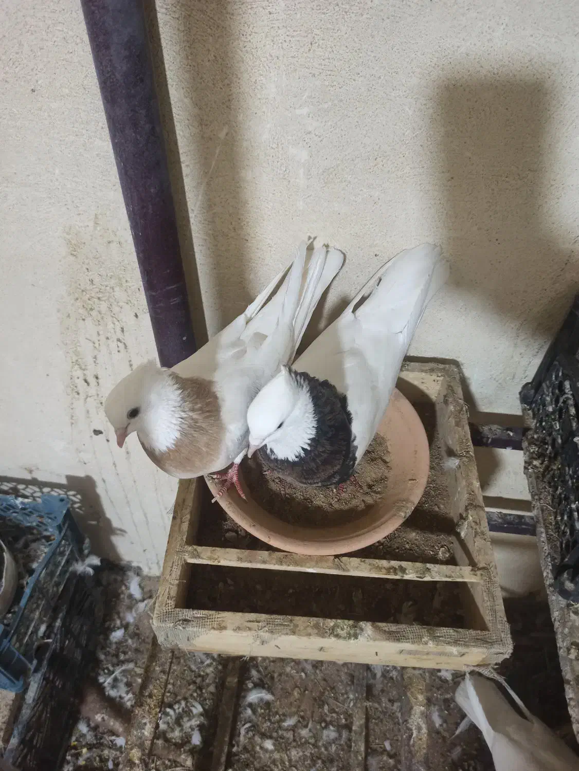 کبوترطوقی|پرنده|هرسین, |دیوار