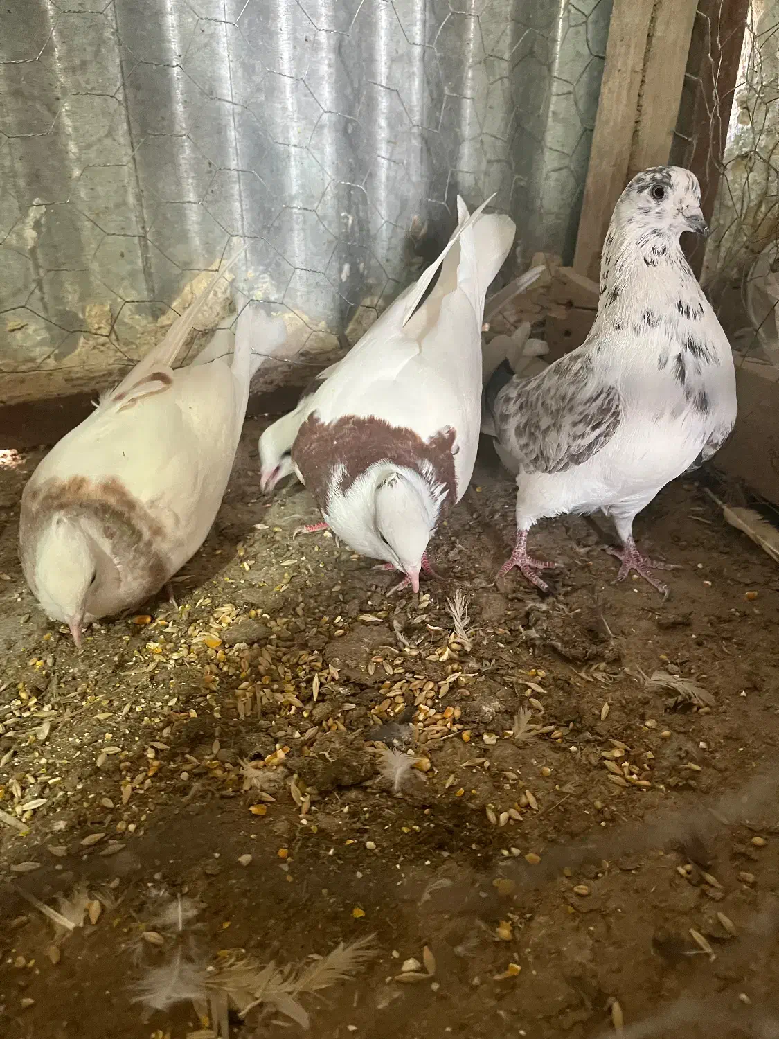 طوقی|پرنده|کاشان, لتحر|دیوار