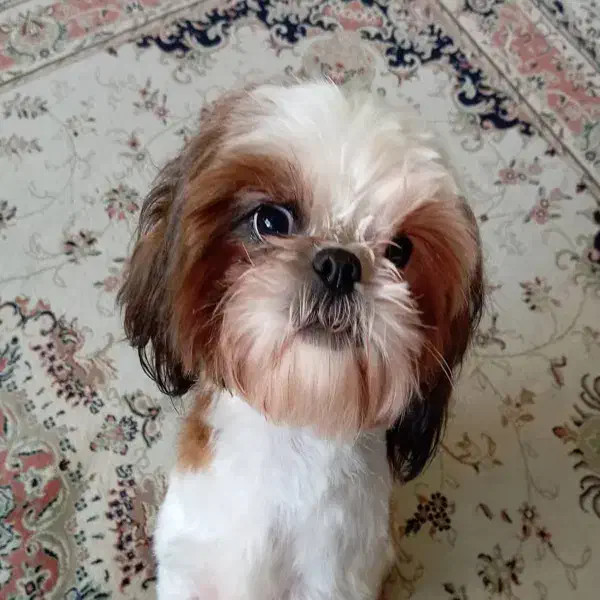 شیتزو ماده - با قیمت مناسب|سگ|پردیس, فاز ۳|دیوار