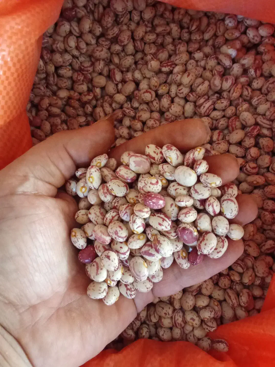 خرید و فروش لوبیا قرمز و چیتی عمده|خوردنی و آشامیدنی|خرمدره, |دیوار