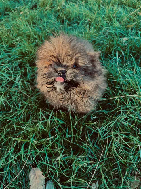 پودل کراس بمب مو عروسکی جیبی|سگ|مشهد, وکیل‌آباد|دیوار