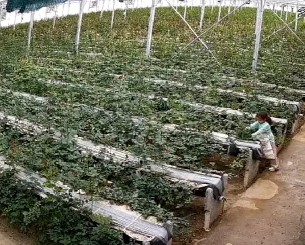 جذب نیرو درگلخانه|استخدام صنعتی، فنی، مهندسی|صحنه, |دیوار