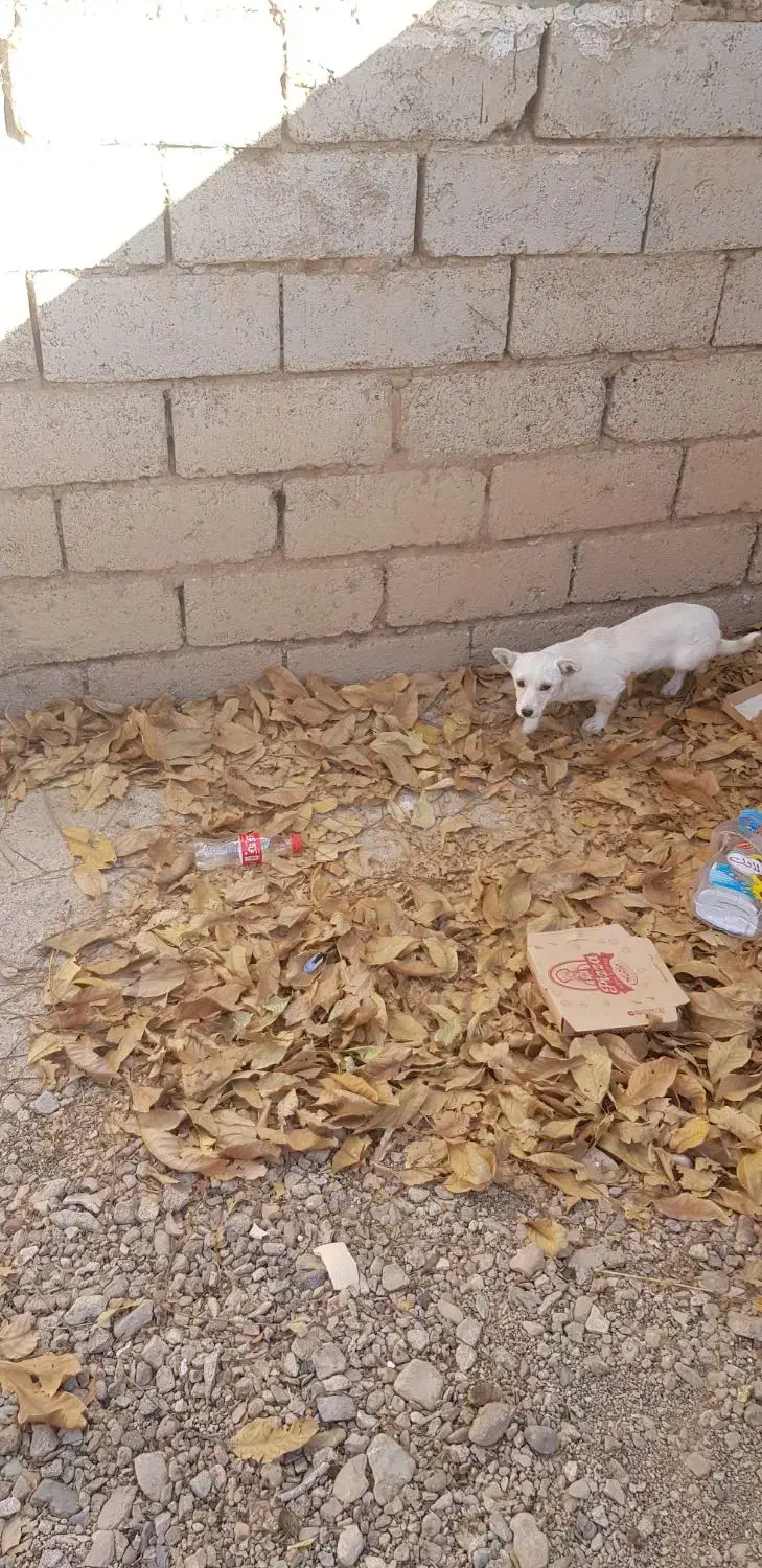 سگ پا کوتاه|سگ|خرمدره, |دیوار