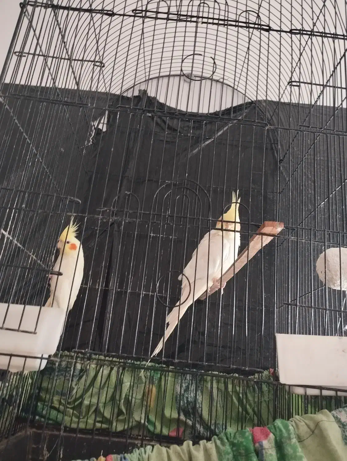 سلام|پرنده|بم, |دیوار