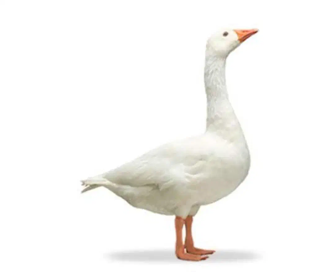 غاز|حیوانات مزرعه|بیلوار, |دیوار