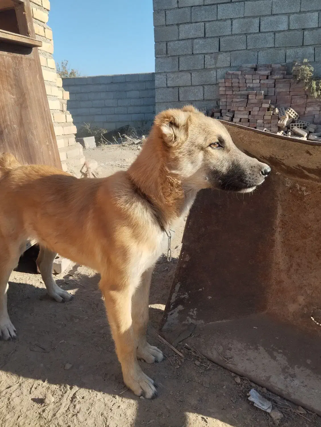 سگ دورگه|سگ|گنبد کاووس, |دیوار