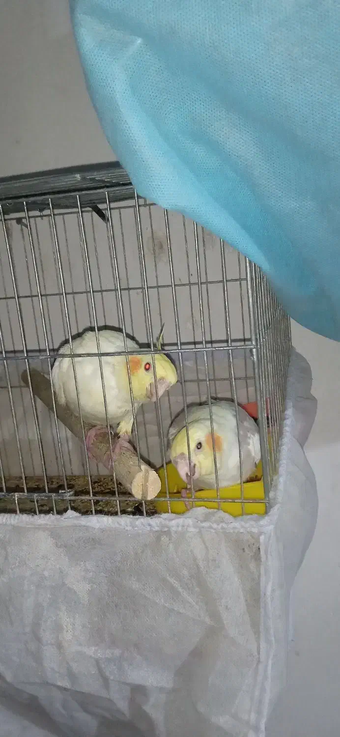 یک جفت مولد مرغ عشق انگلیسی و دو عدد عروس هلندی|پرنده|هشتگرد, هشتگرد قدیم|دیوار