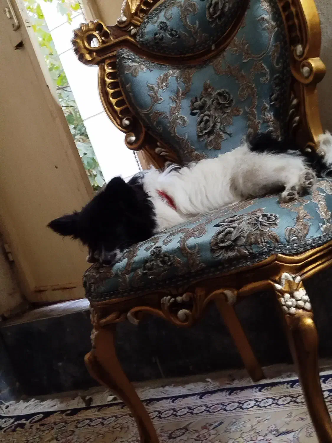 سگ شناسنامه دار|سگ|زاهدان, |دیوار