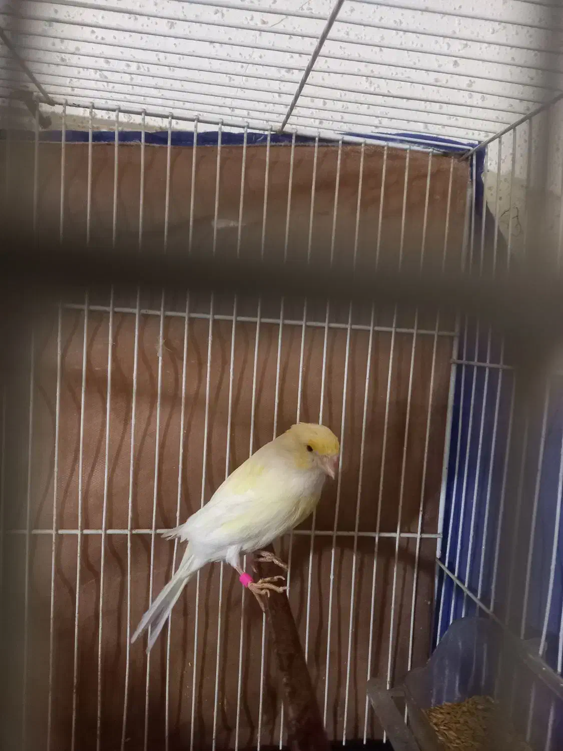 قناری ماده سوپری|پرنده|قم, ولیعصر|دیوار