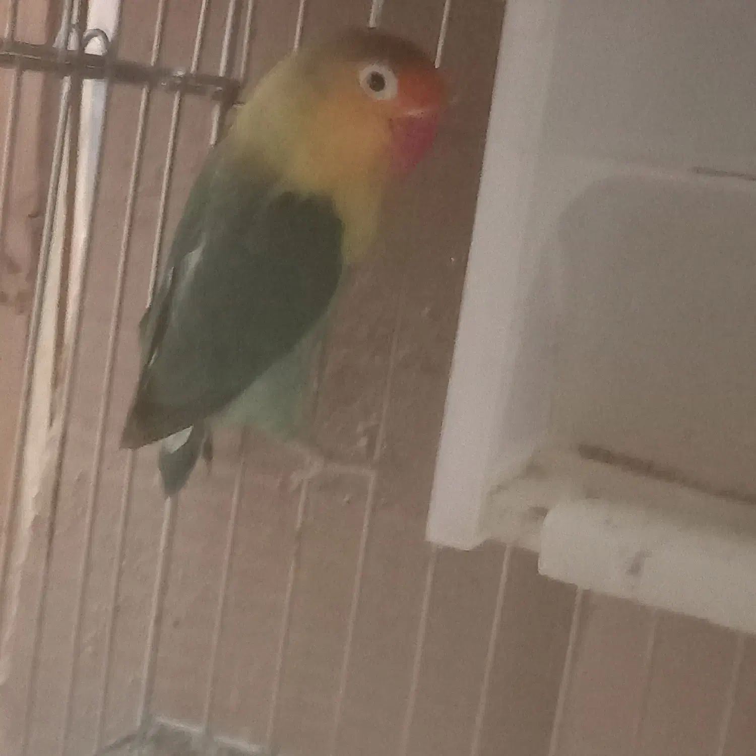 طوطی برزیلی|پرنده|کرمانشاه, |دیوار