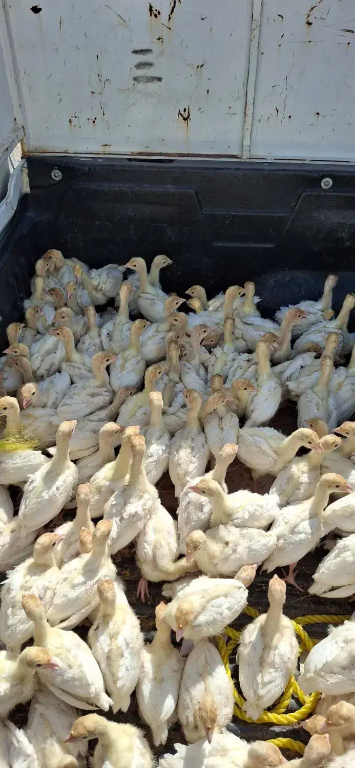 جوجه بوقلمون بیوتی ۶ بیست روزه و۳۰ روز|حیوانات مزرعه|مشهد, عیدگاه|دیوار