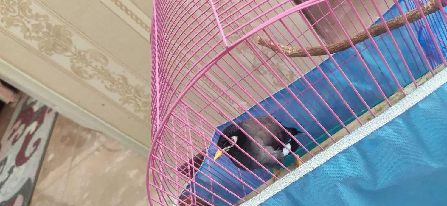 مینا|پرنده|پرند, فاز ۴|دیوار