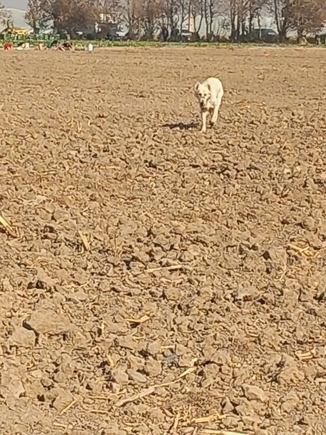 سگ گله دوساله|سگ|پیشوا, |دیوار