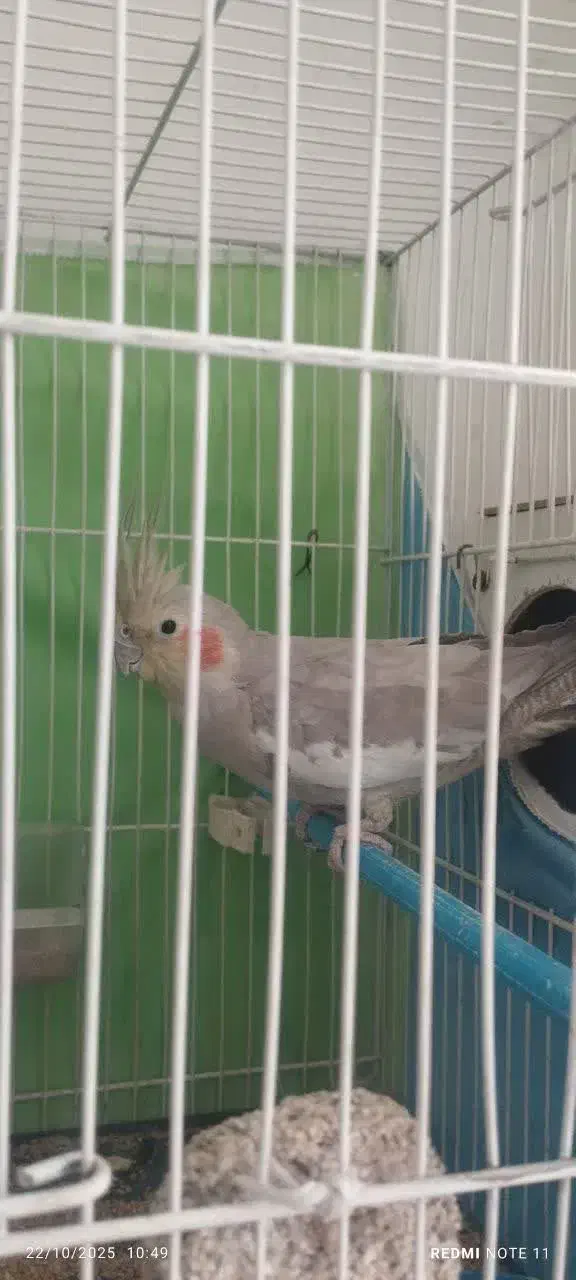 عروس هلندی|پرنده|مشهد, کوثر|دیوار