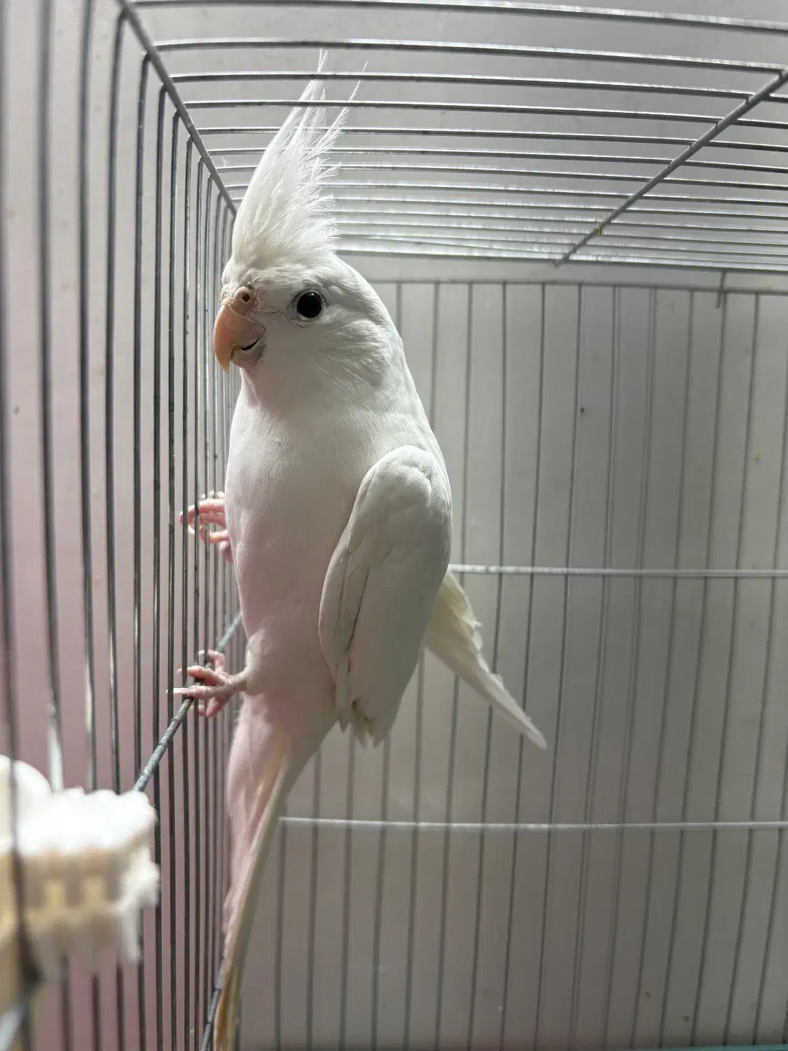 عروس هلندی|پرنده|سیرجان, |دیوار