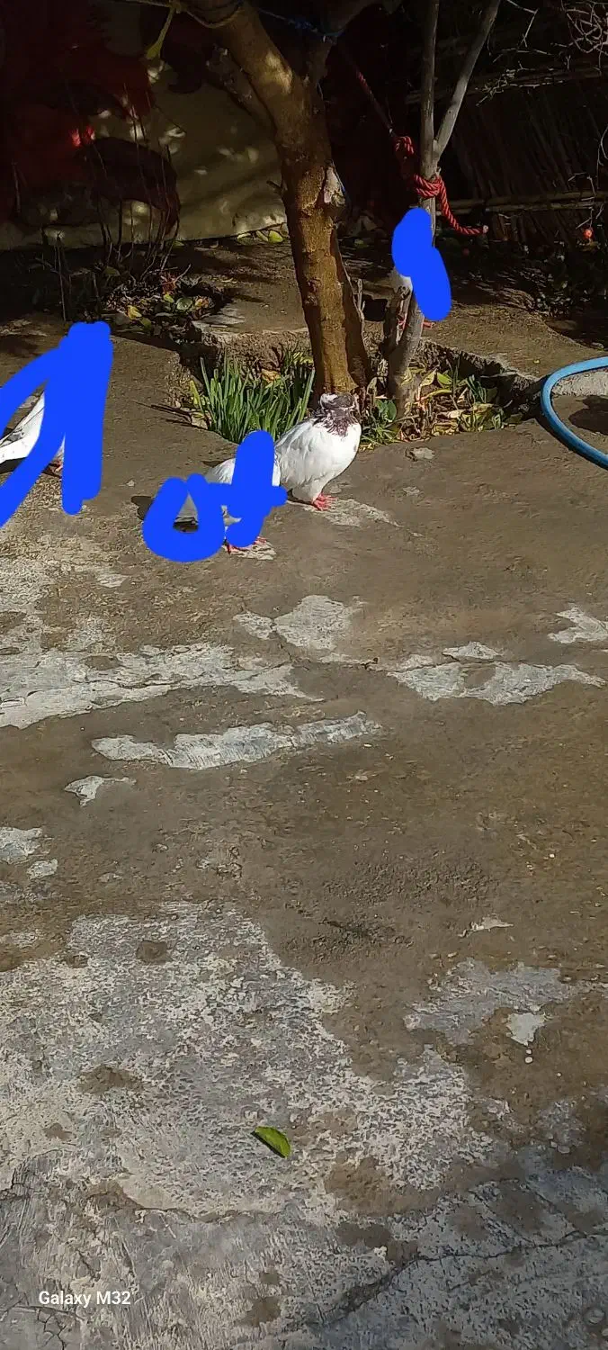 کبوتر کله سرخ|پرنده|دره شهر, |دیوار