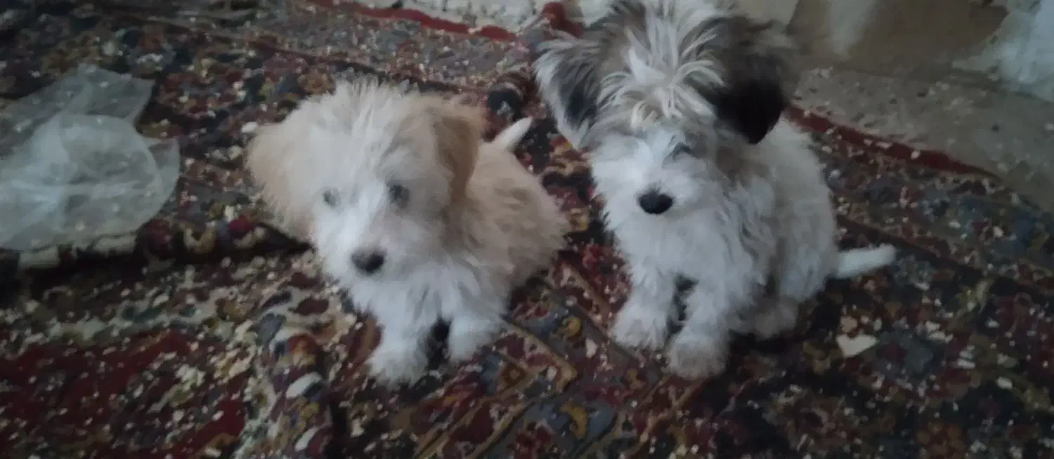 واگذاری میشه|سگ|میانه, |دیوار