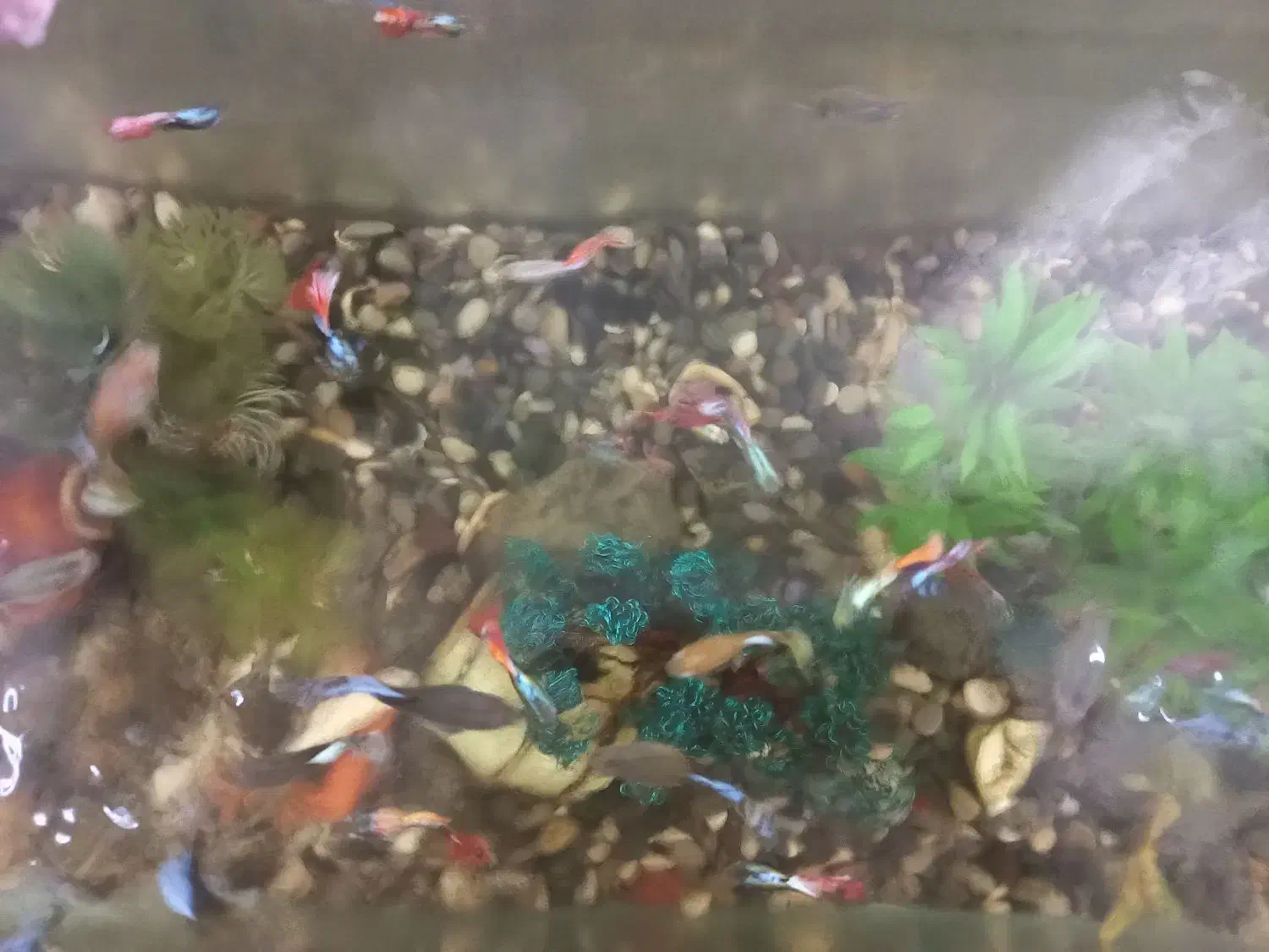 اکواریوم با ماهی|ماهی|جویبار, |دیوار