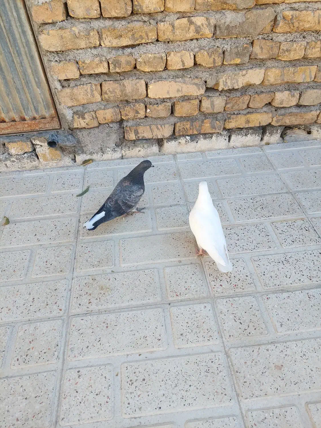 فروش دو عدد جوجه کبوتر|پرنده|خوانسار, |دیوار