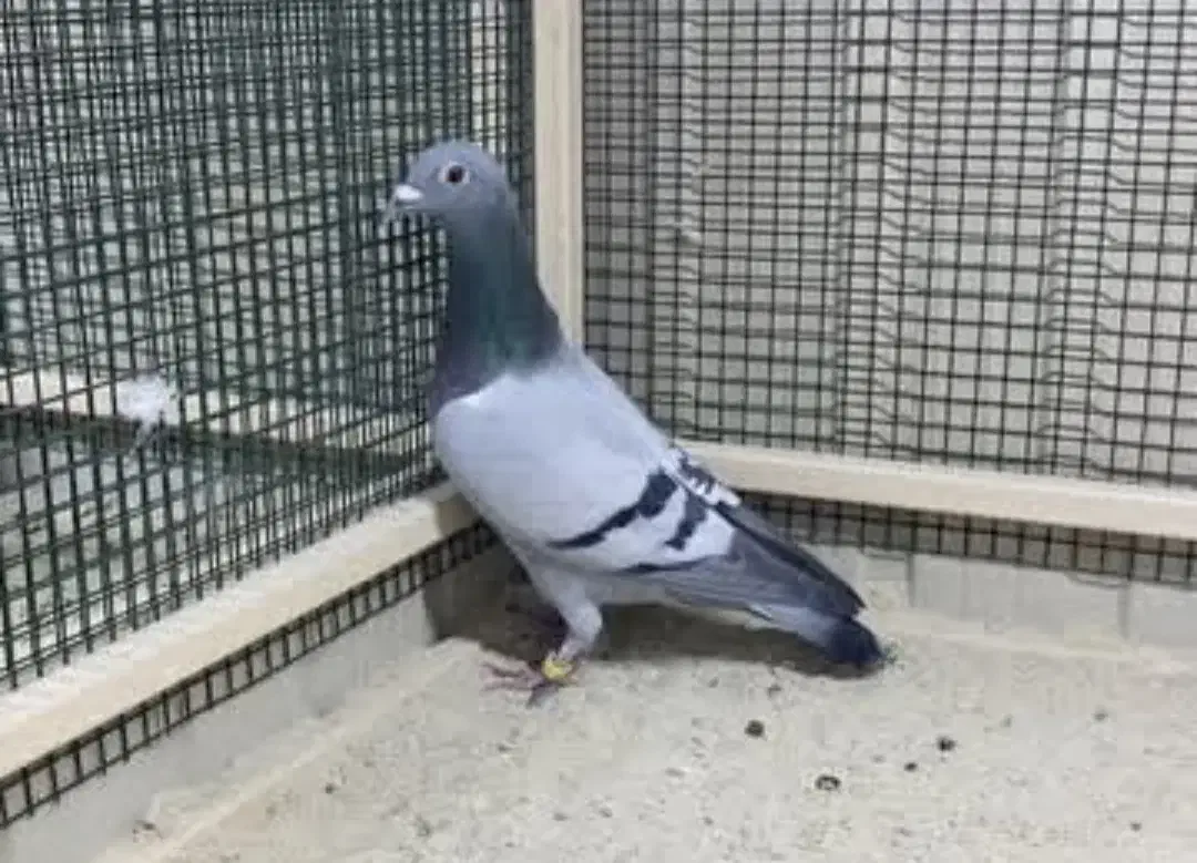 پنج عدد مسافتی پرواز بالا|پرنده|تربتحیدریه, نواب صفوی|دیوار