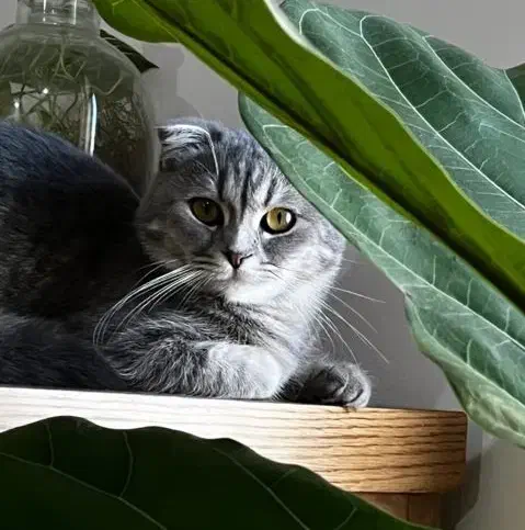 واگذاری رایگان اسکاتیش فولد|گربه|بروجرد, |دیوار