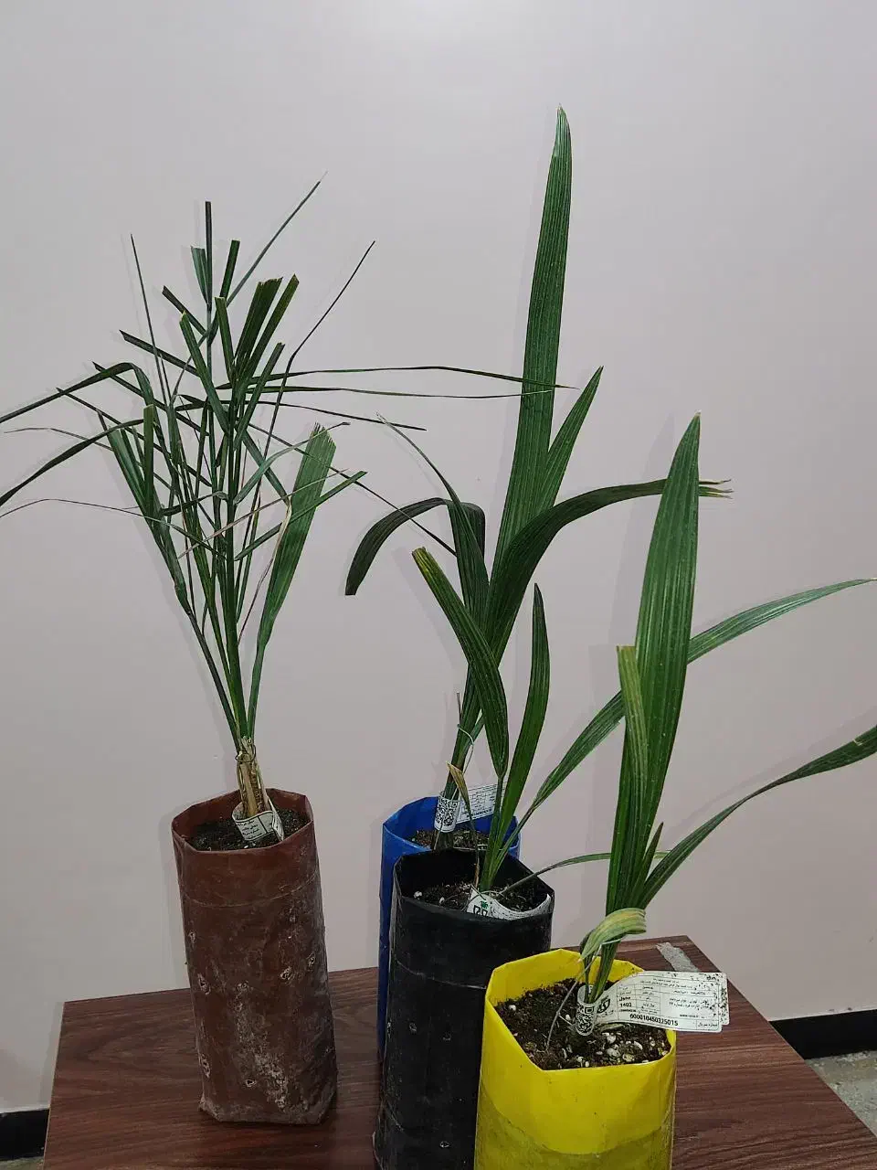 نخل های کشت بافتی ، منحصر به فرد|گل و گیاه طبیعی|شوشتر, |دیوار