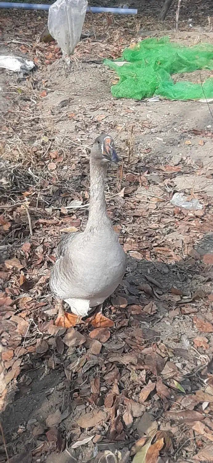 غاز نر|حیوانات مزرعه|ارومیه, |دیوار