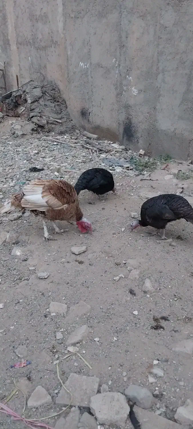 بوقلمون|حیوانات مزرعه|تاکستان, |دیوار