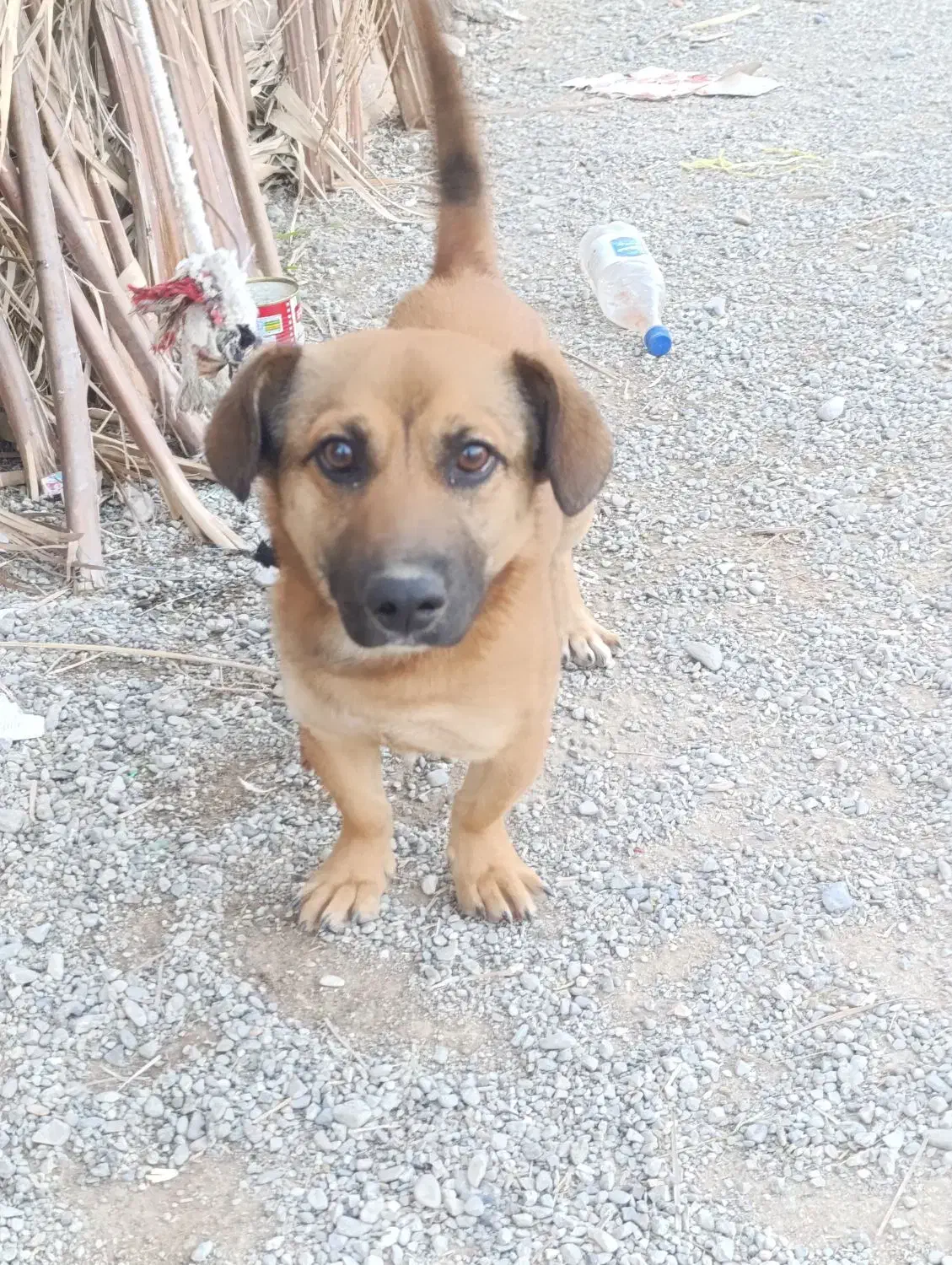 سگ پا کوتاه|سگ|ایرانشهر, |دیوار