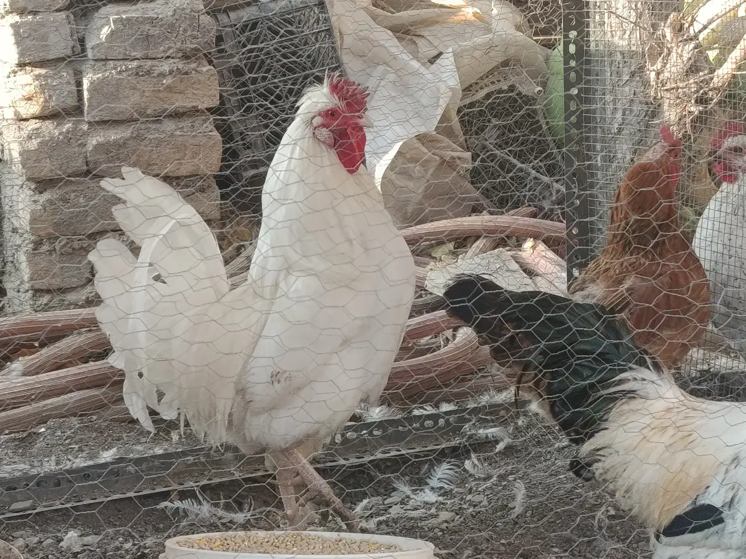 خروس محلی جوان|حیوانات مزرعه|شاندیز, |دیوار