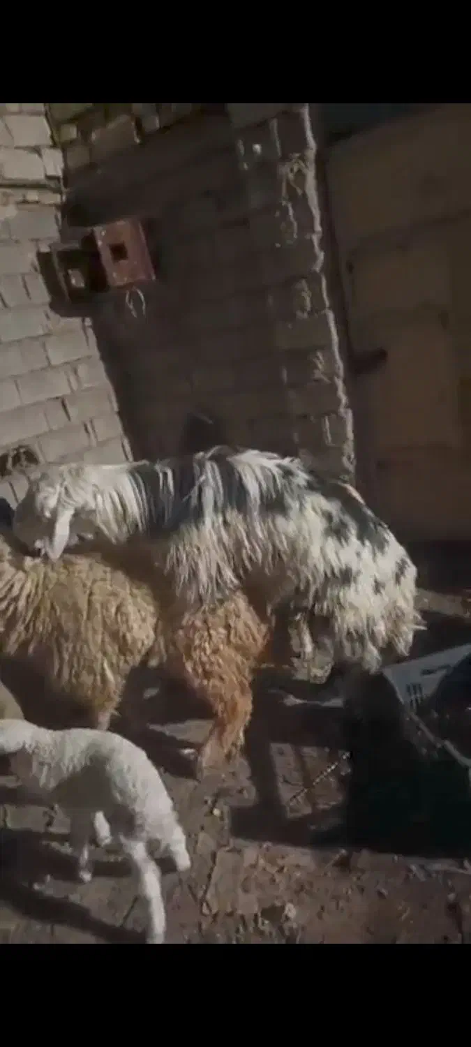 نره عوسی|حیوانات مزرعه|کارون, |دیوار