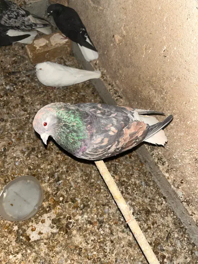 کفتر سرور دم سفید گمشده|حیوانات|کرج, گلشهر|دیوار