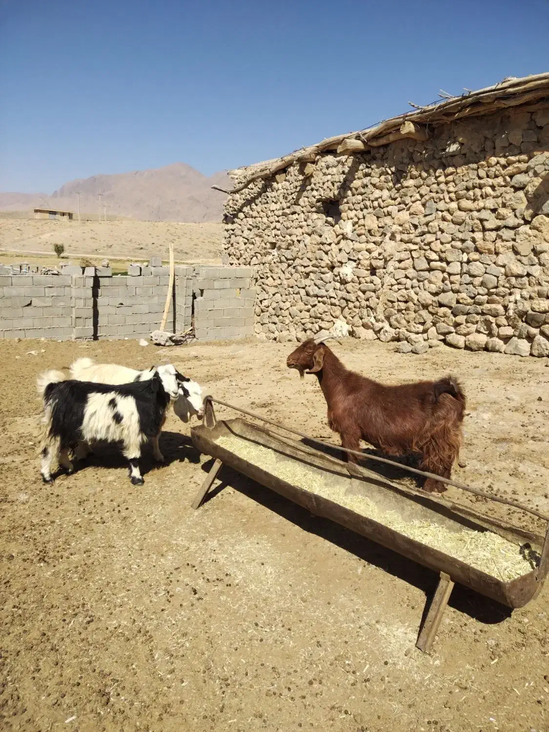 فروش نه راس بز جوان ترکی برای داشت. همه آبستن|حیوانات مزرعه|پادنا علیا, |دیوار