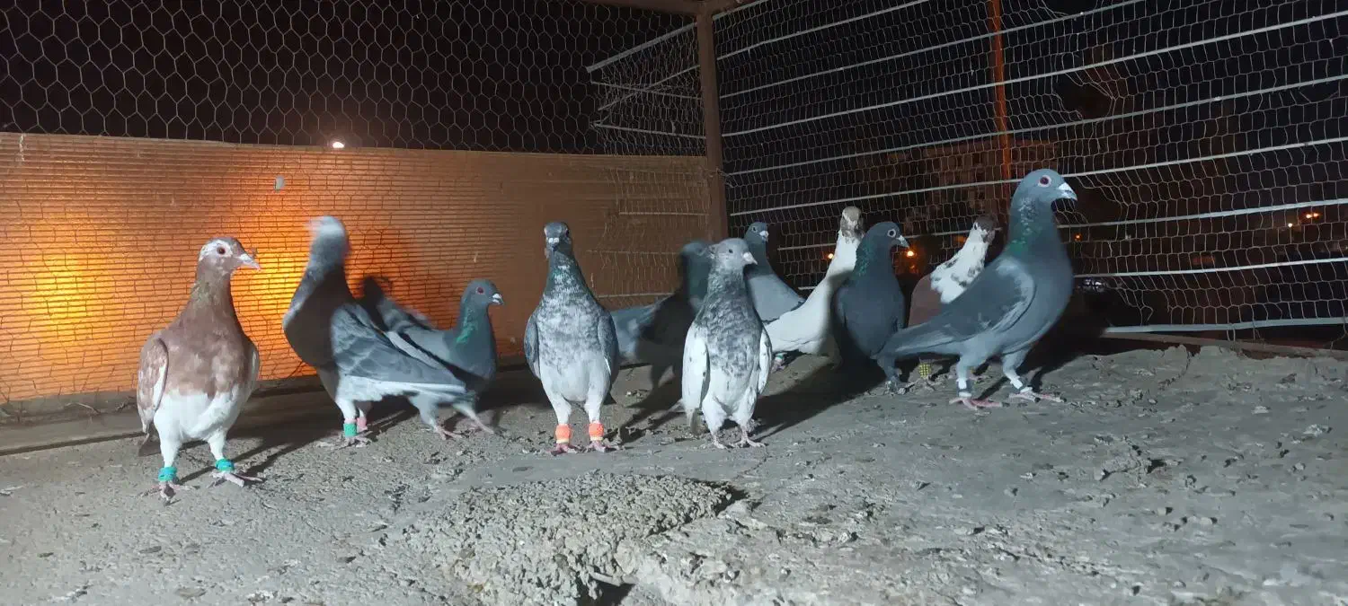 کفتر فروشی|پرنده|قائن, |دیوار