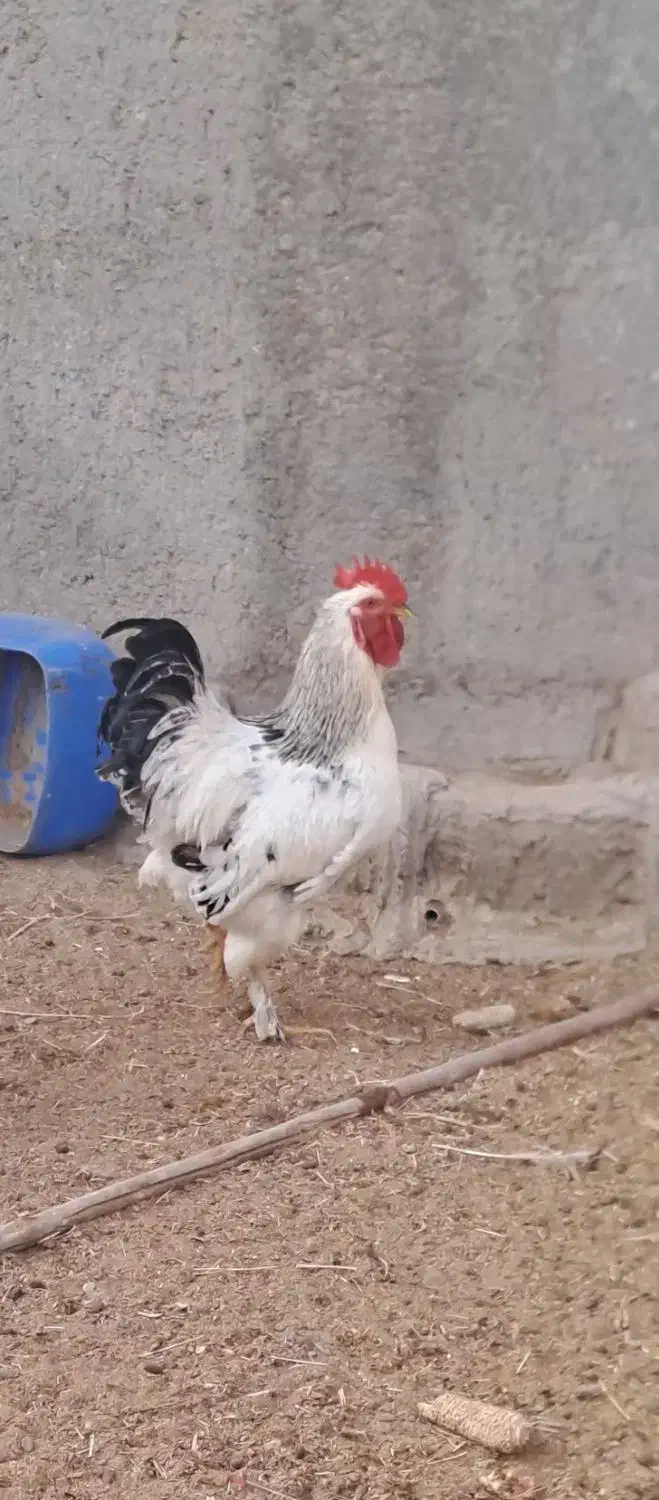 ۲عدد خروس جوان|حیوانات مزرعه|کاشان, دشت لتحر|دیوار