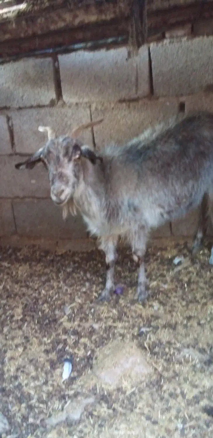 سه تا گوسفند|حیوانات مزرعه|کرمان, |دیوار