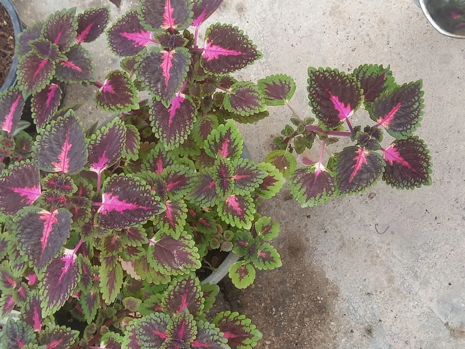 فروش گل حسن یوسف محلی|گل و گیاه طبیعی|برازجان, |دیوار