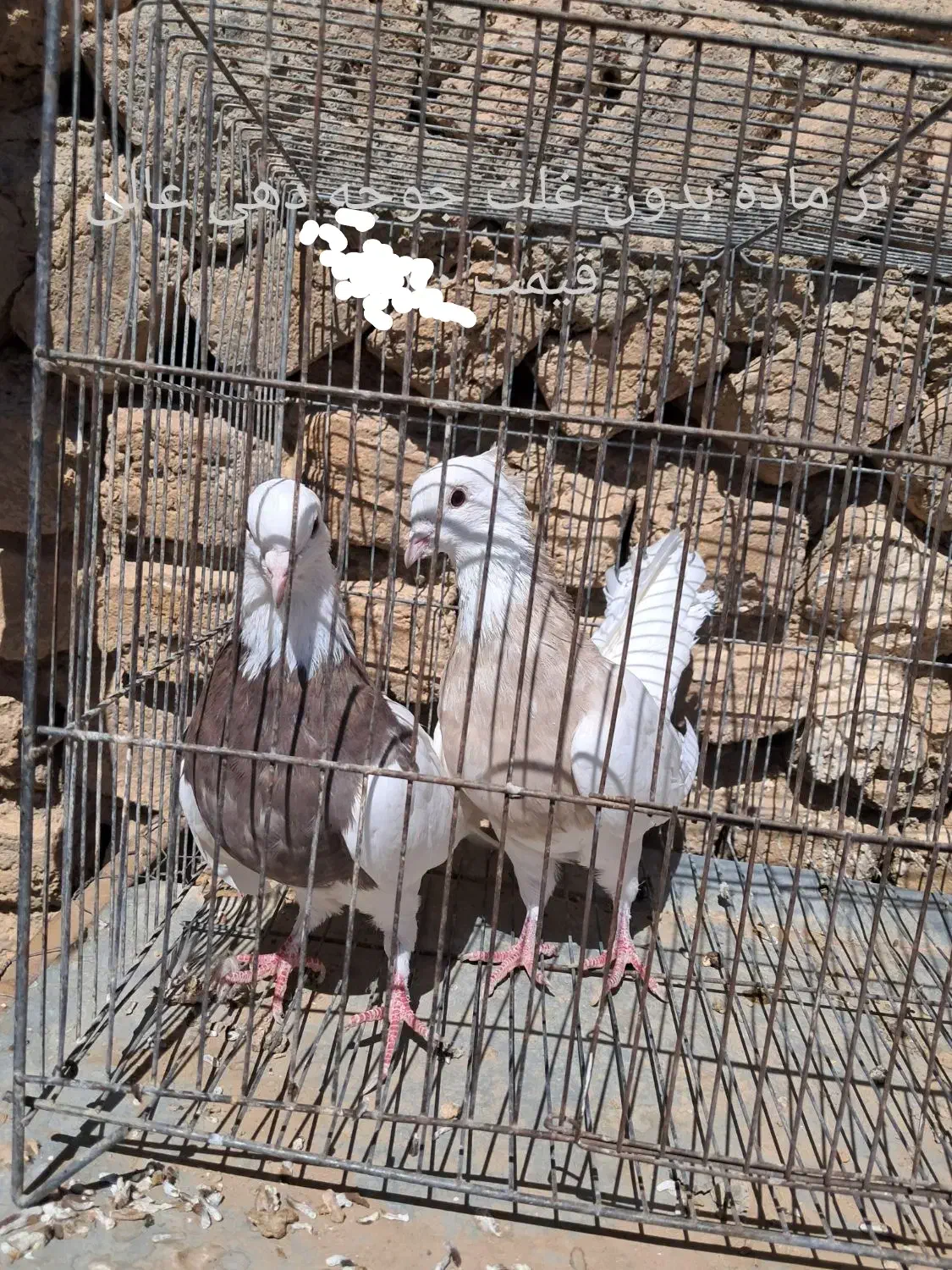 کبوتر طوقی|پرنده|داران, |دیوار