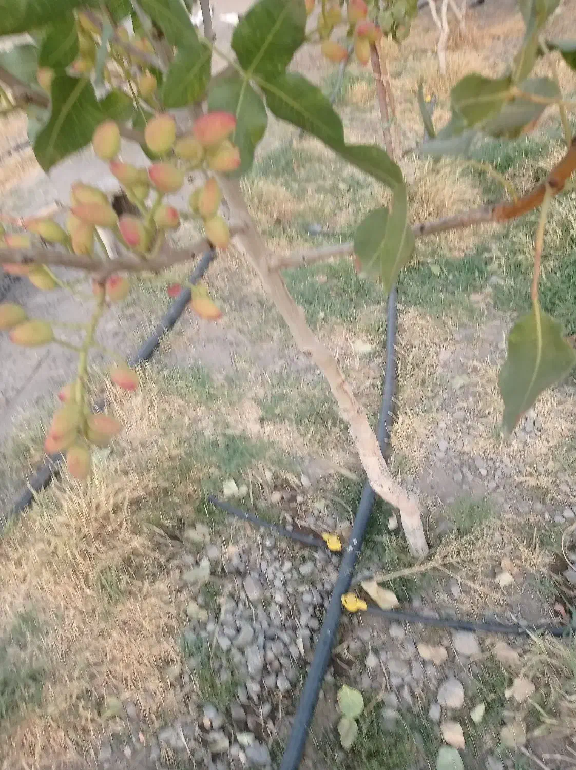 باغ در شهر یامچی به متراژ 1200متر امتیاز آبیاری|فروش خانه و ویلا|یامچی, |دیوار