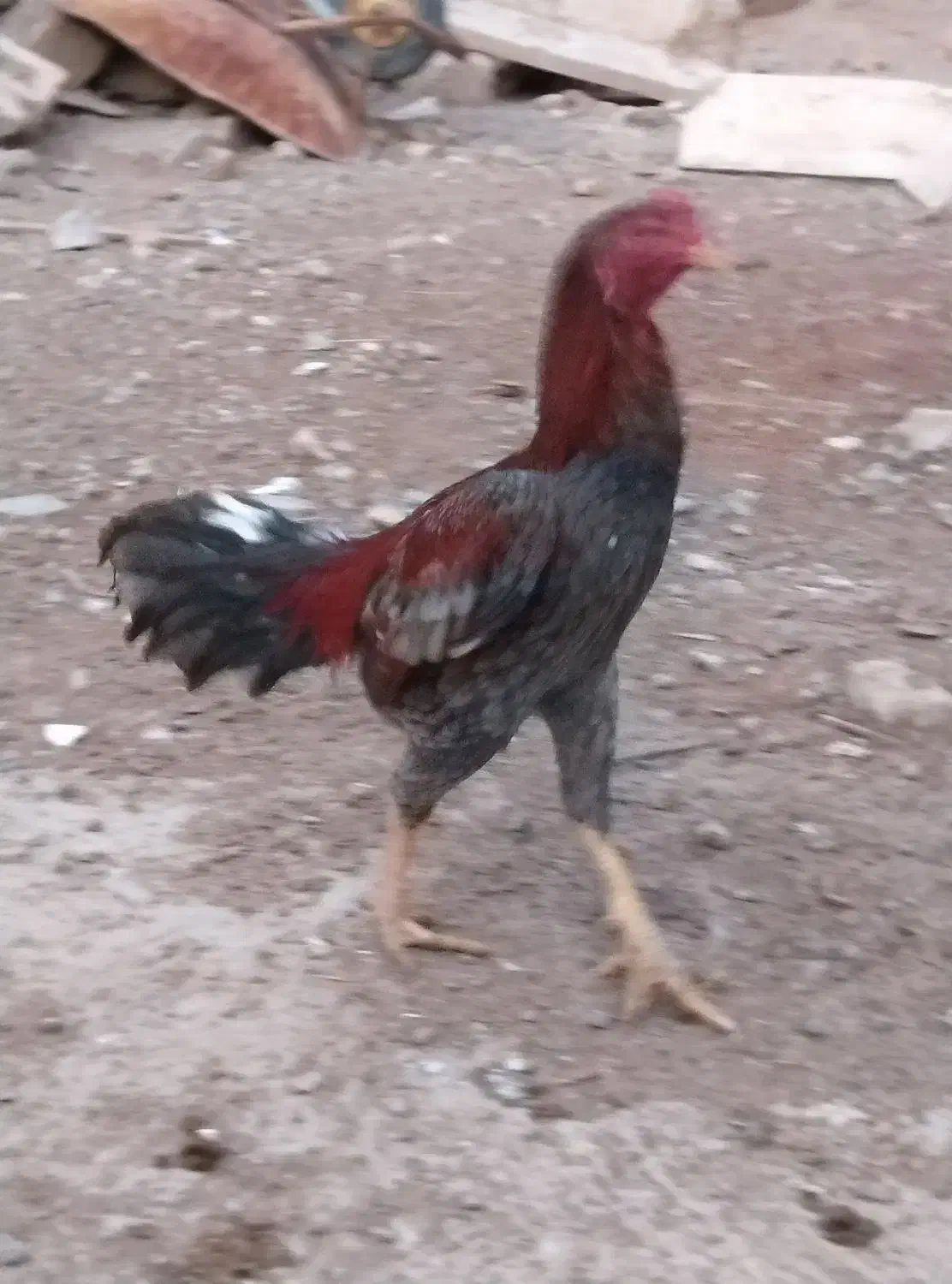 فروش یک عدد خروس لاری|حیوانات مزرعه|صوفیان, |دیوار