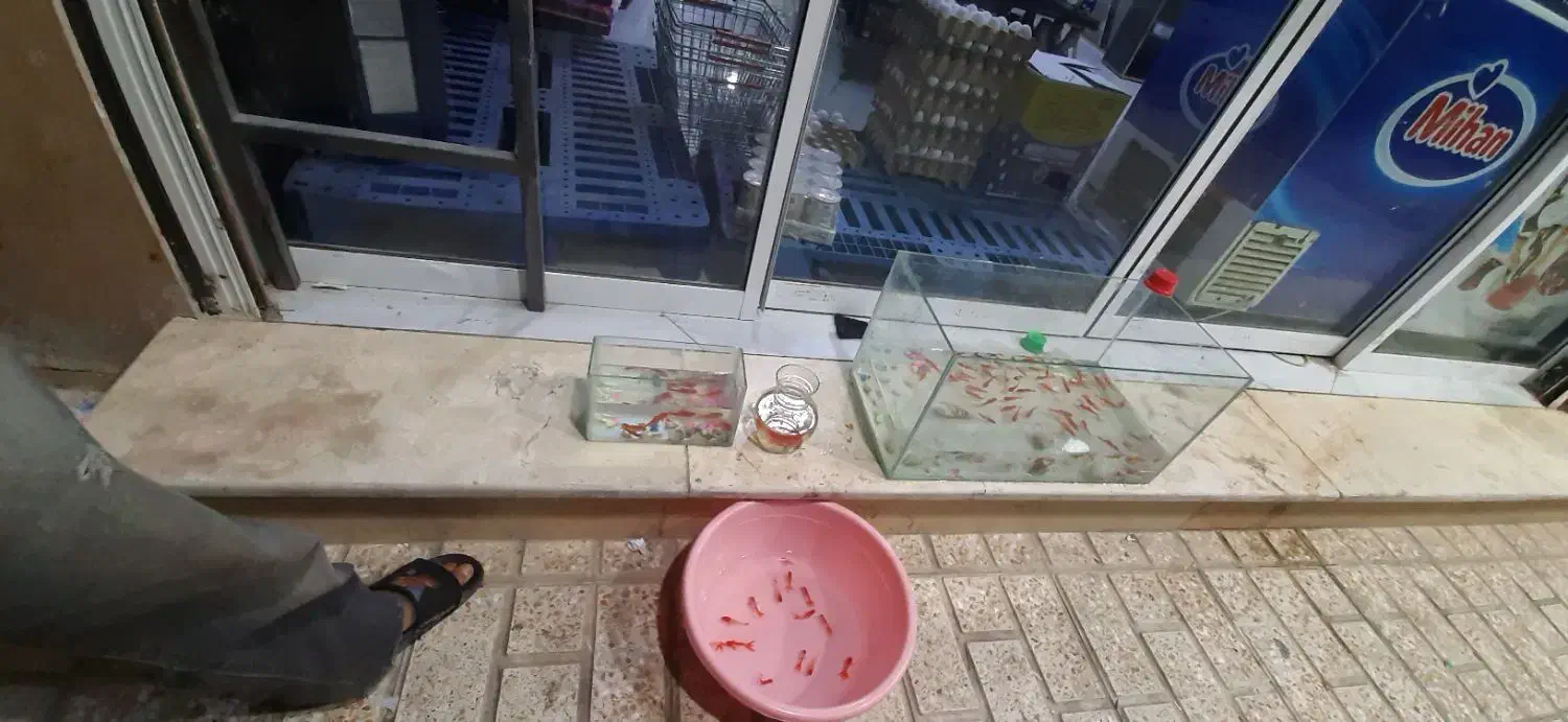 ماهی قرمز|ماهی|مشکین‌دشت, |دیوار