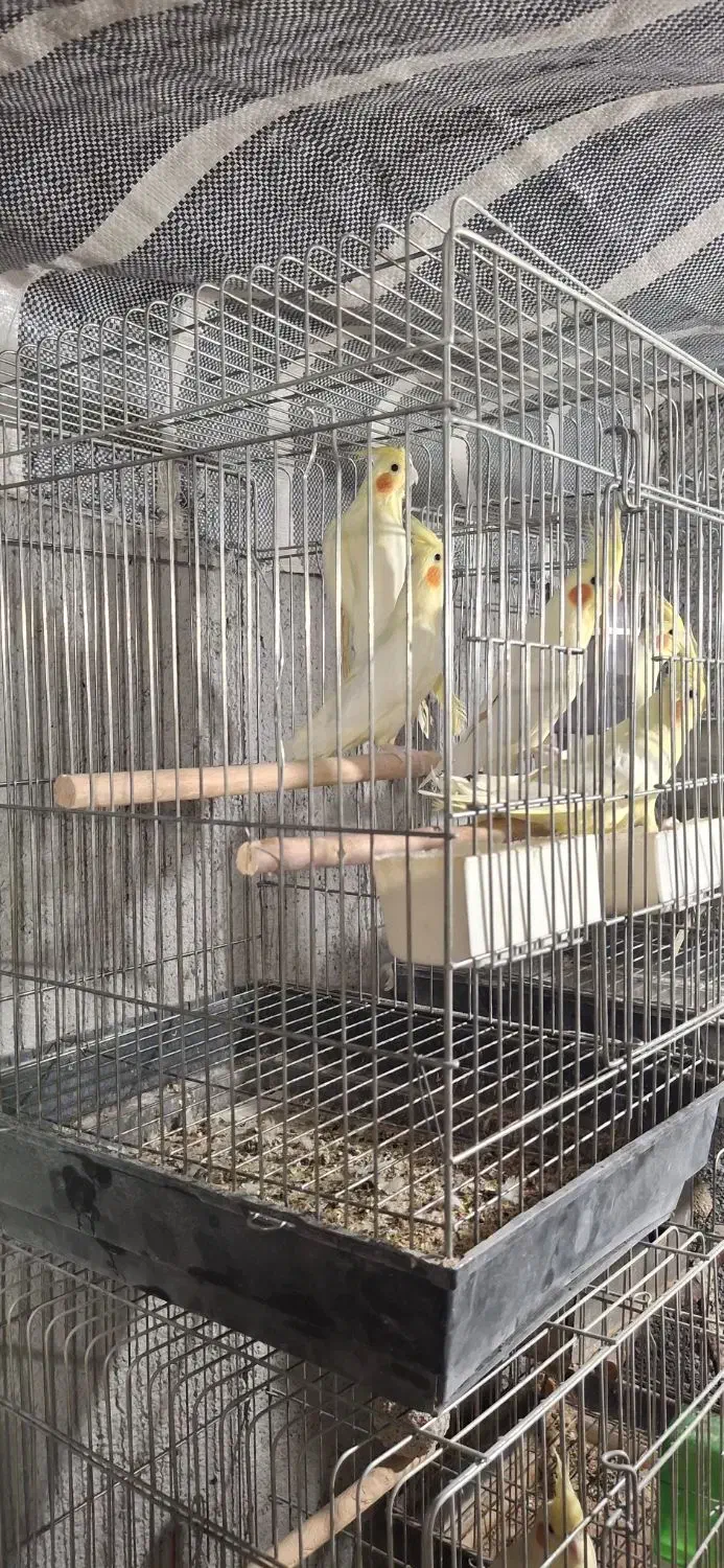 عروس هلندی لوتینو مولد|پرنده|باغستان, |دیوار