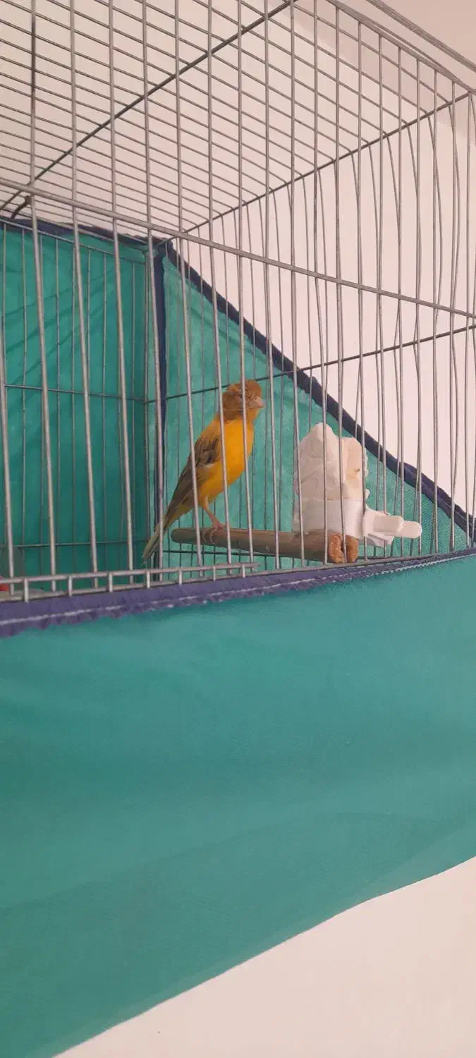 فروش قناری یا معاوضه با سهره نر|پرنده|الیگودرز, |دیوار
