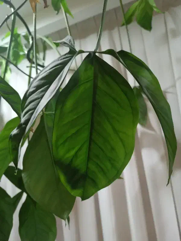 گل کله گرگی|گل و گیاه طبیعی|مشهد, میعاد (شهرک غرب)|دیوار