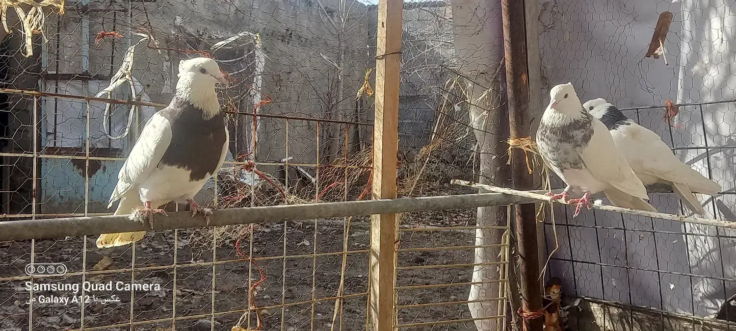 کبوتر|پرنده|بیستون, |دیوار