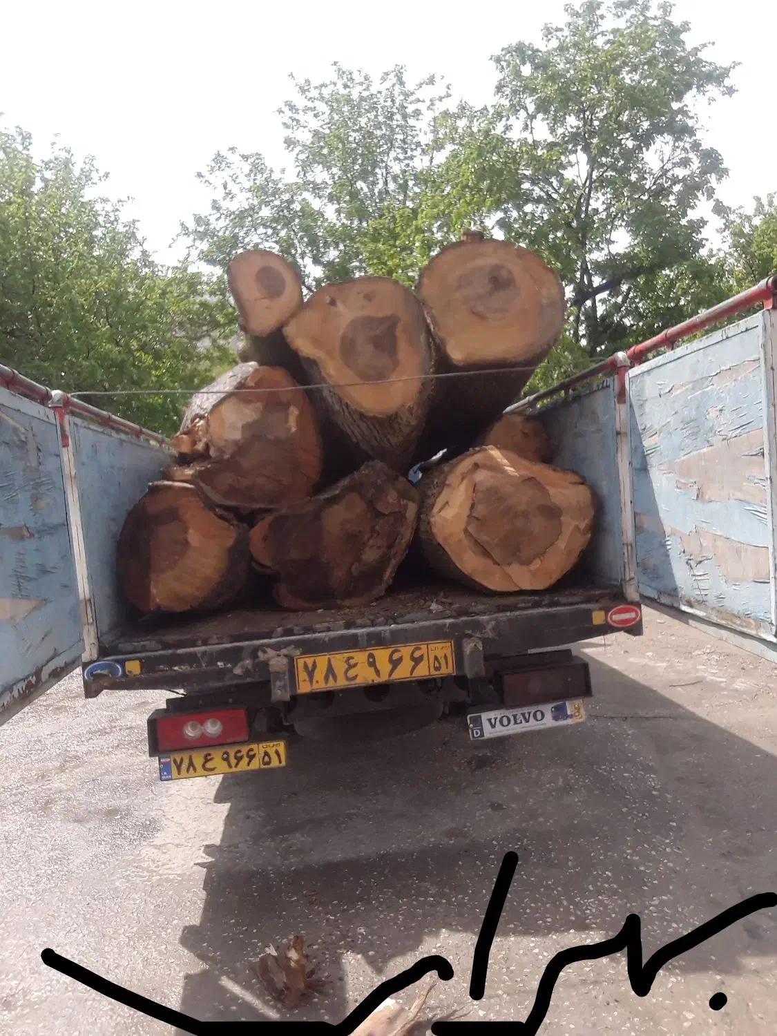 خریدار انواع درخت و چوب|خدمات باغبانی و درختکاری|سنندج, |دیوار