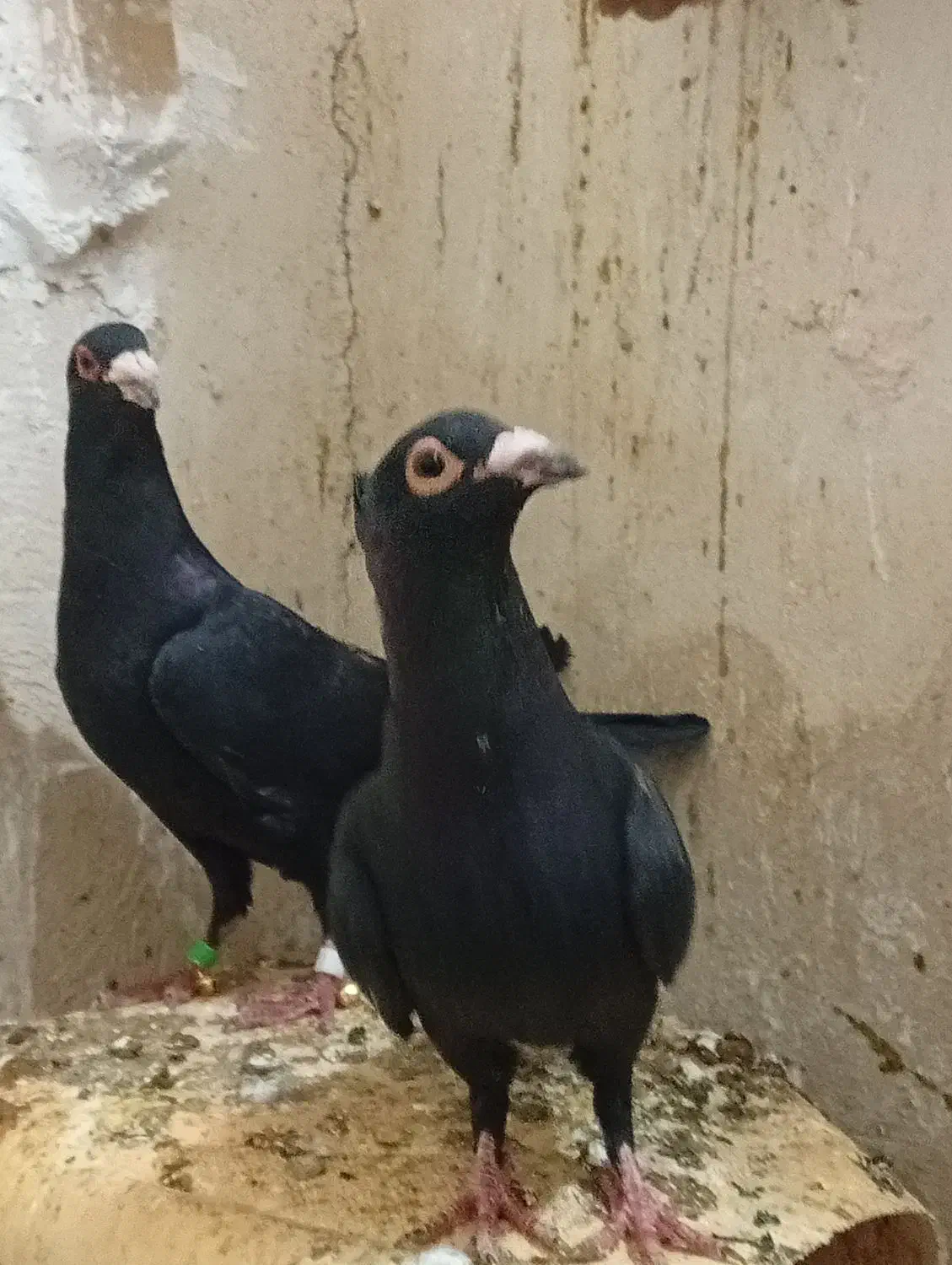 یک جفت کلاغ کلایی اصل سیستانی|پرنده|کرمان, |دیوار