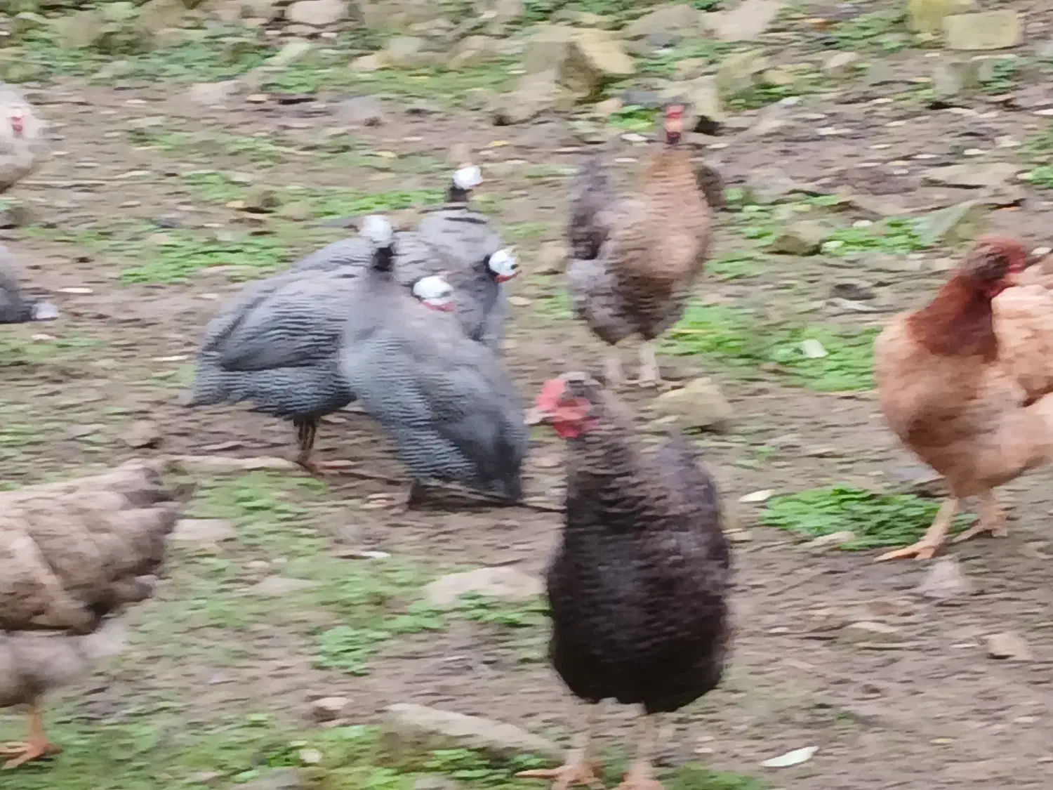 شاخدار نر ماده سالم سر حال|حیوانات مزرعه|ماکلوان, |دیوار