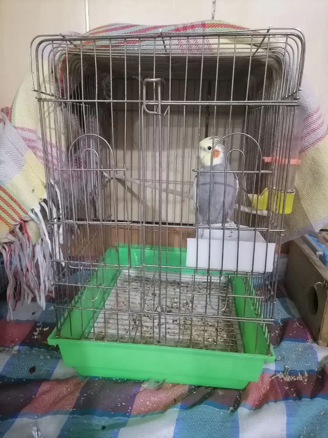 یک عروس هلندی ماده برای فروش|پرنده|برازجان, |دیوار