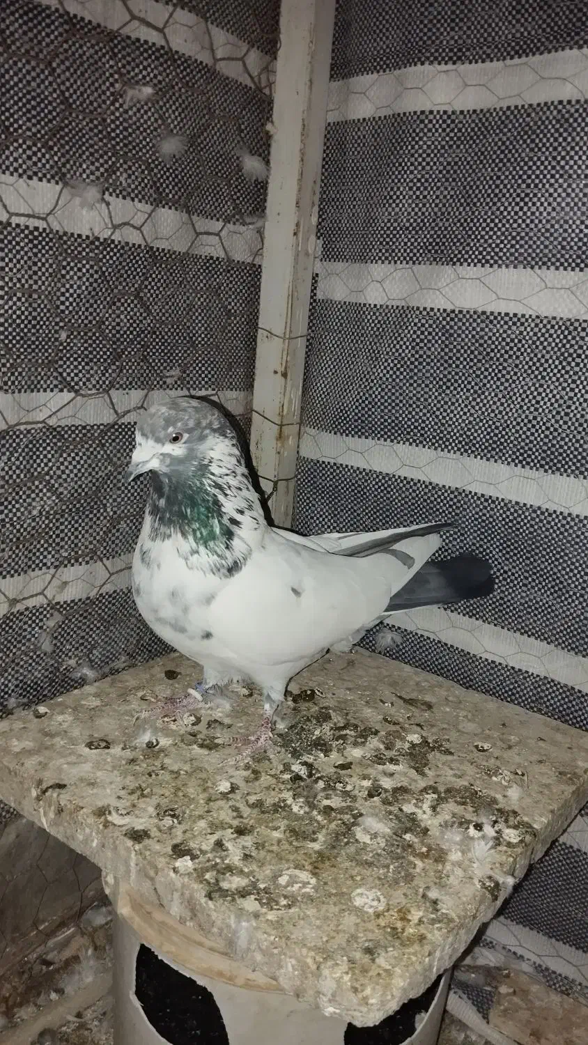 پرشی|پرنده|کمیجان, |دیوار